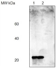 PsbP | 23 kDa protein of the oxygen evolving complex (OEC) of PSII (anti-monocot protein) in the group Antibodies Plant/Algal / Photosynthesis / PSII (Photosystem II) at Agrisera AB (Antibodies for research) (AS08 305)